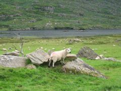 Parc National de Killarney